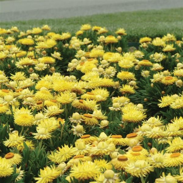 PLANT NAME Landscape