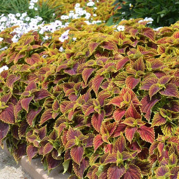 PLANT NAME Landscape