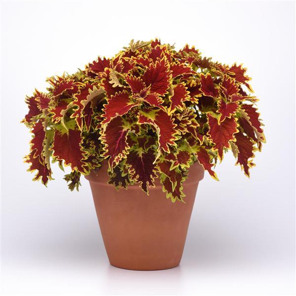 PLANT NAME Container