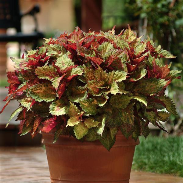 PLANT NAME Container