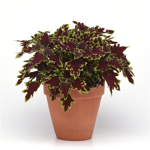 PLANT NAME Container