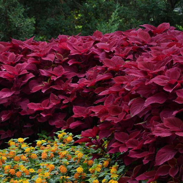 PLANT NAME Commercial Landscape 2