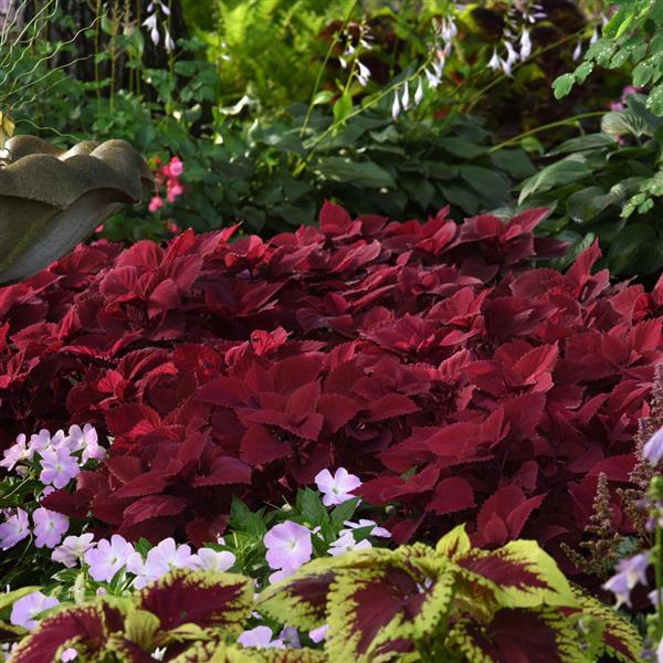 PLANT NAME Commercial Landscape 3