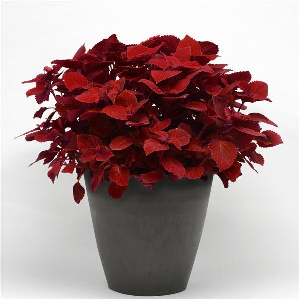 PLANT NAME Container