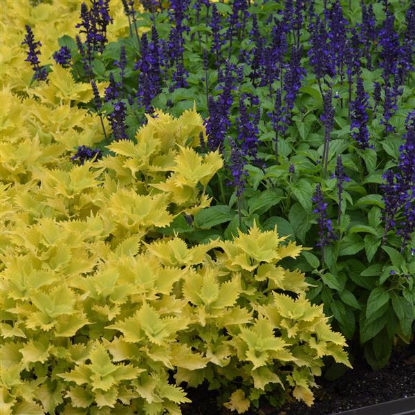 PLANT NAME Commercial Landscape 1