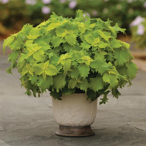 PLANT NAME Container
