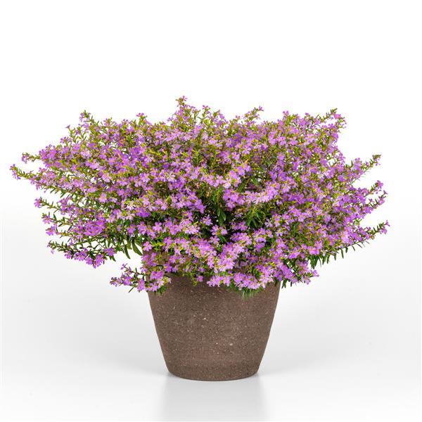 PLANT NAME Container