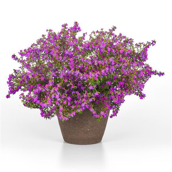 PLANT NAME Container