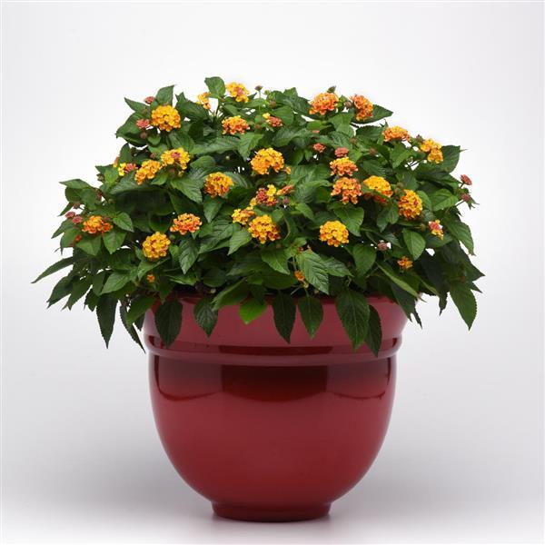 PLANT NAME Container