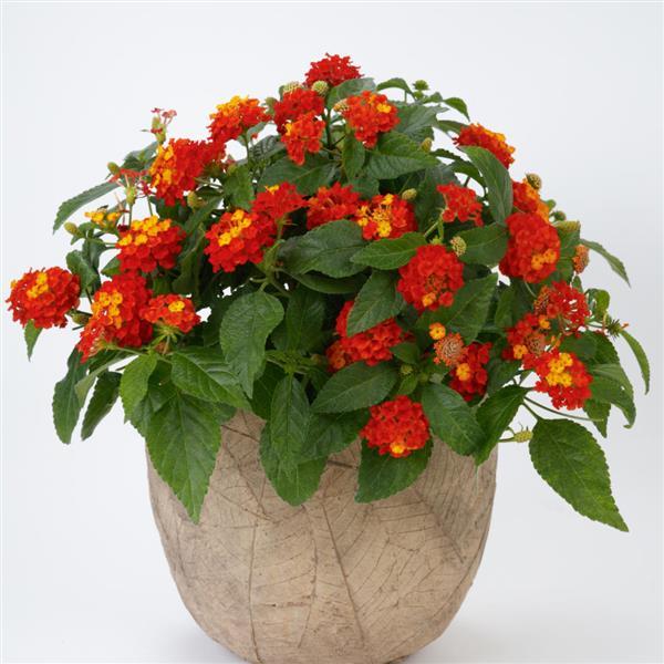PLANT NAME Container