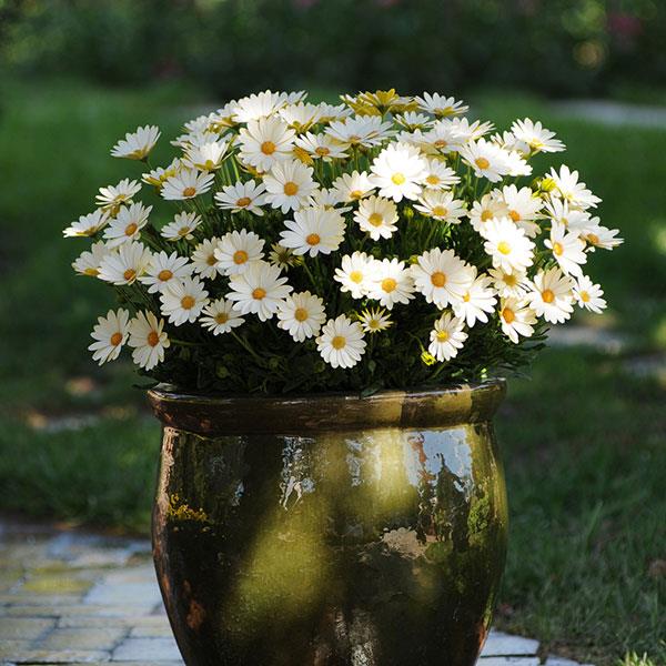 PLANT NAME Container