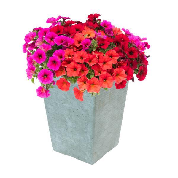 PLANT NAME Container