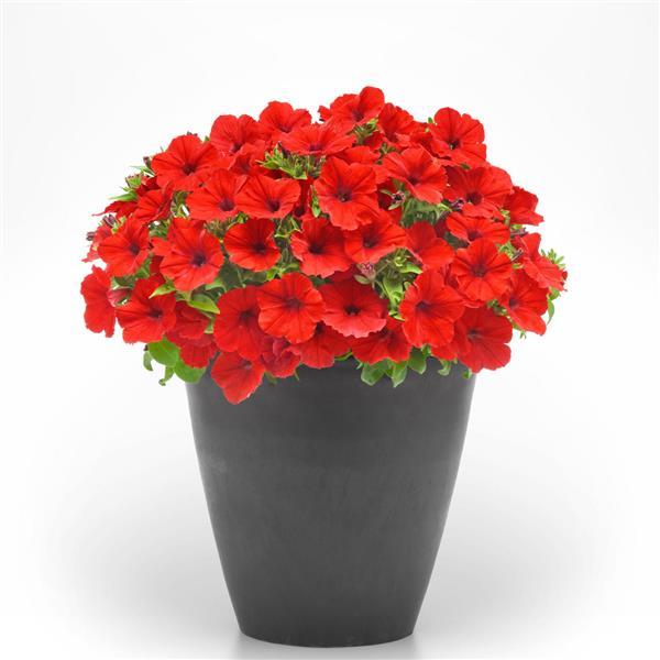 PLANT NAME Container
