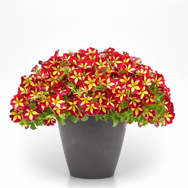 PLANT NAME Container