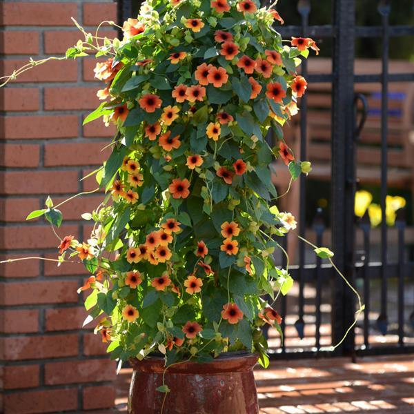 PLANT NAME Container