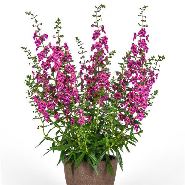 PLANT NAME Container