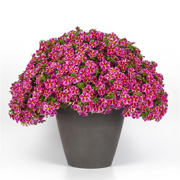 PLANT NAME Container