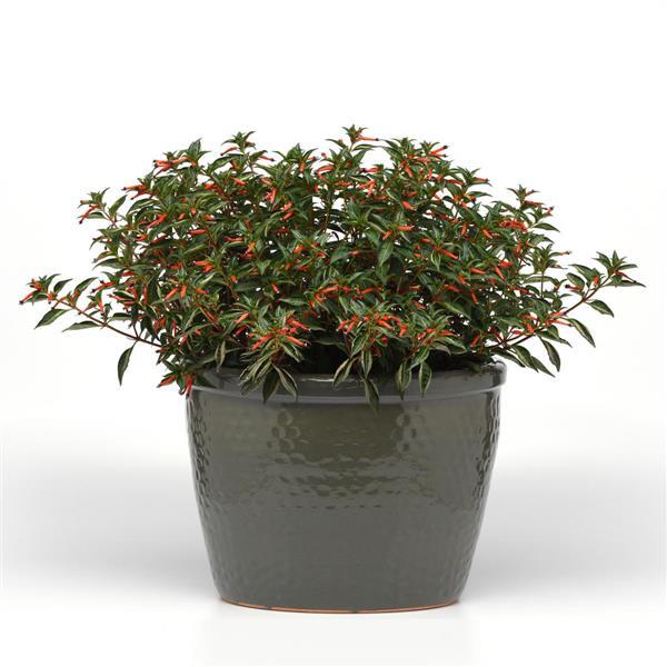 PLANT NAME Container