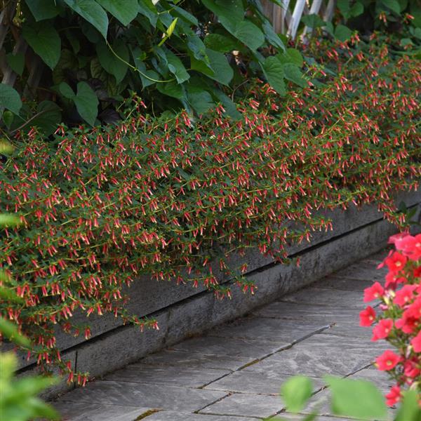 PLANT NAME Commercial Landscape 1