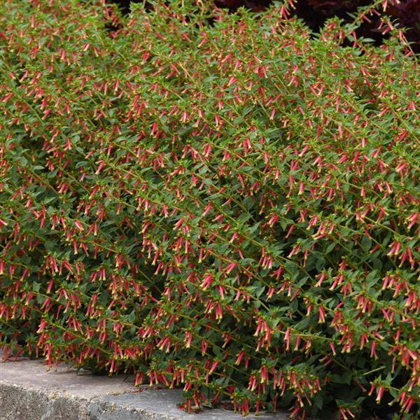 PLANT NAME Landscape