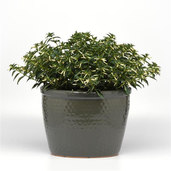 PLANT NAME Container