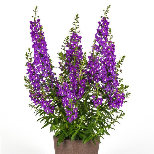 PLANT NAME Container