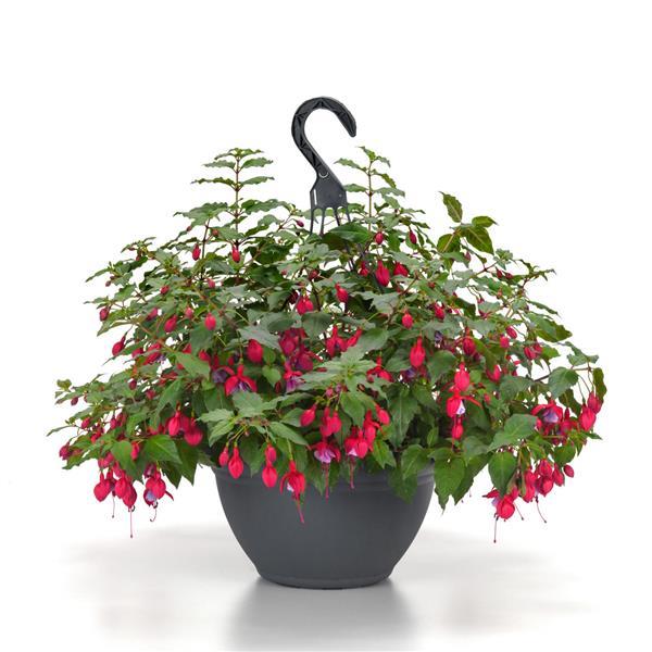 PLANT NAME Basket