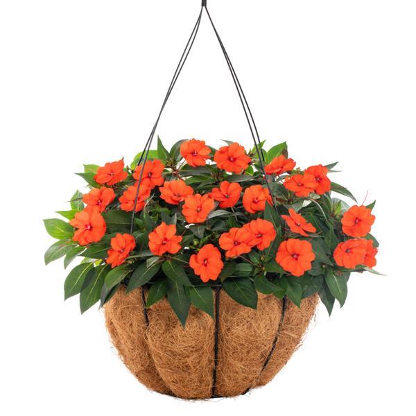 PLANT NAME Basket