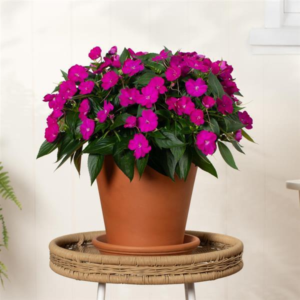 PLANT NAME Container