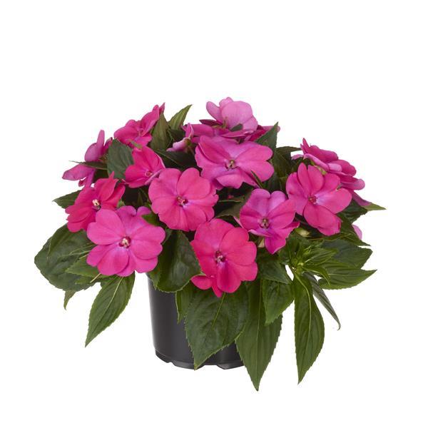 PLANT NAME Container