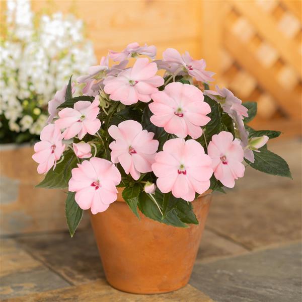 PLANT NAME Container