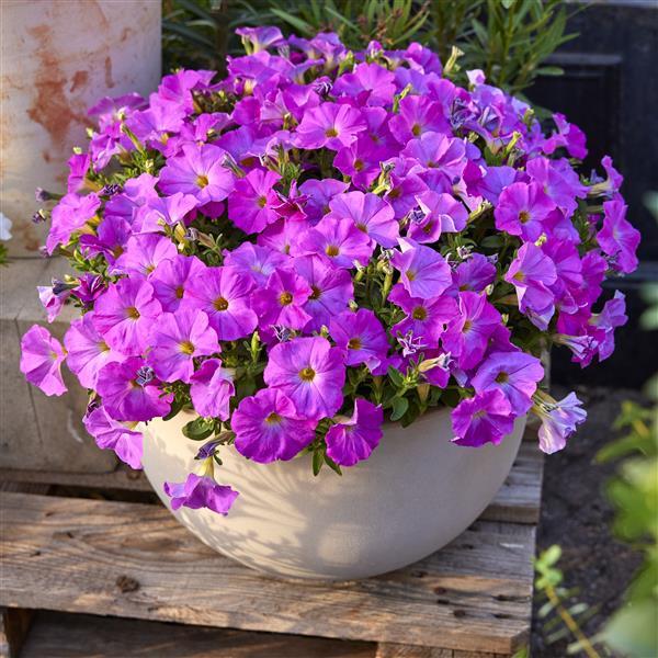 PLANT NAME Container