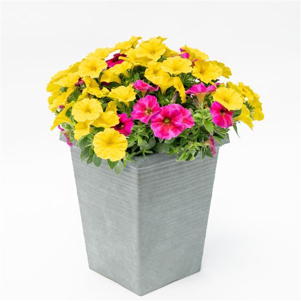 PLANT NAME Container