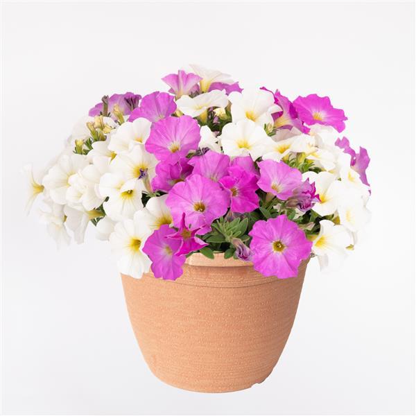 PLANT NAME Container