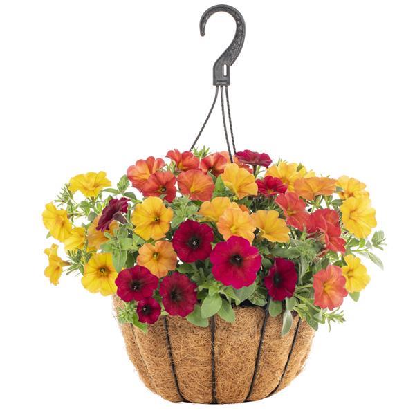 PLANT NAME Basket