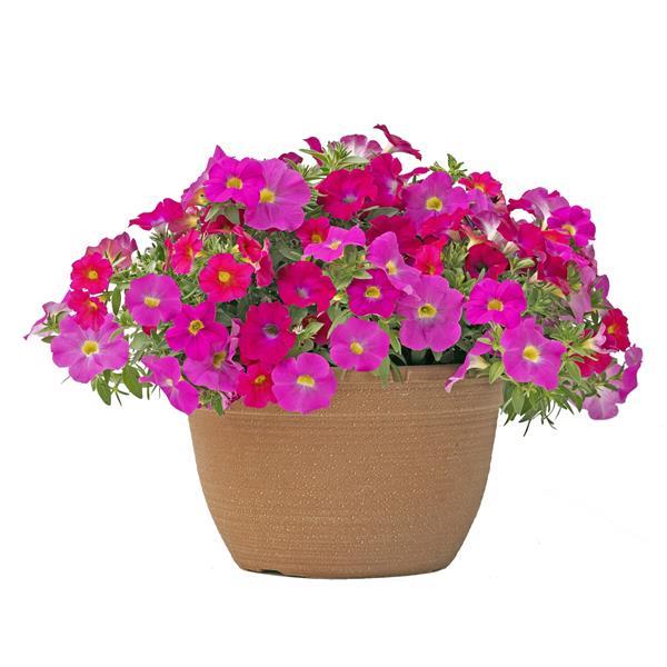 PLANT NAME Container