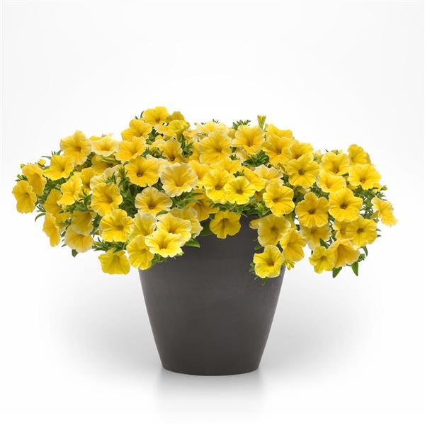 PLANT NAME Container