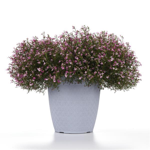 PLANT NAME Container