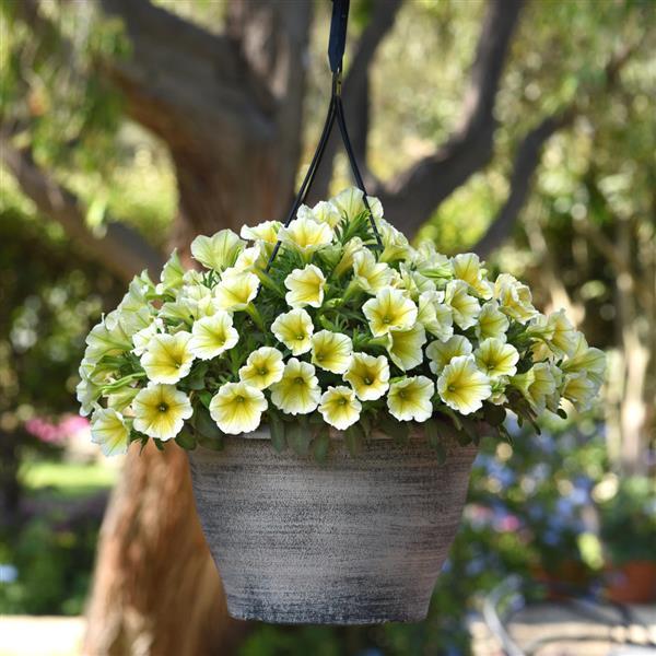 PLANT NAME Basket
