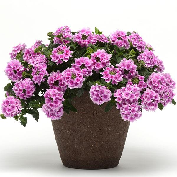 PLANT NAME Container