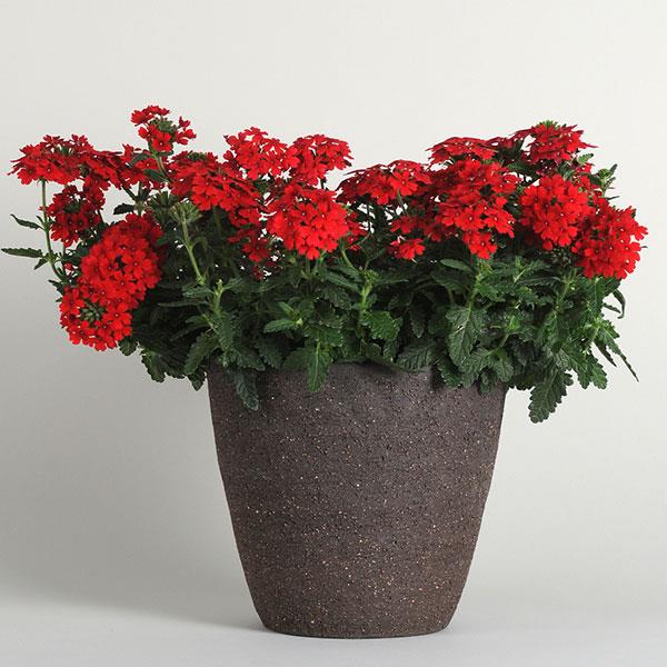 PLANT NAME Container