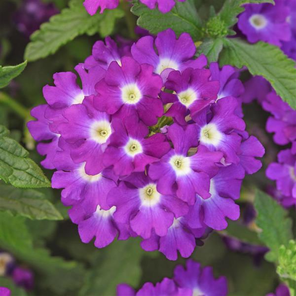 PLANT NAME Bloom