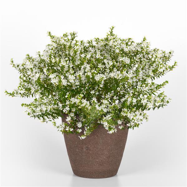 PLANT NAME Container