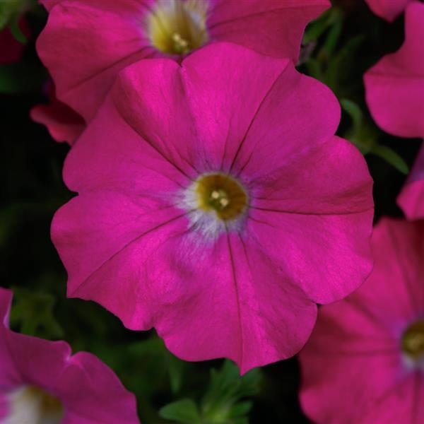 PLANT NAME Bloom