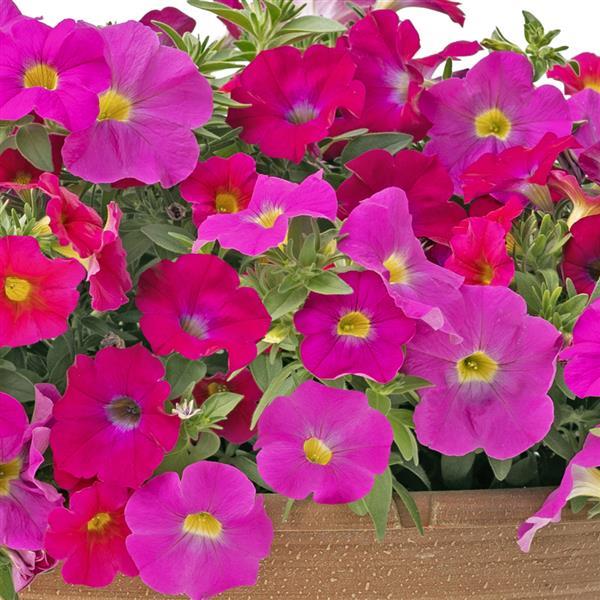PLANT NAME Bloom