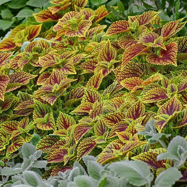 PLANT NAME Garden