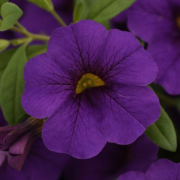 PLANT NAME Bloom