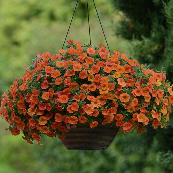PLANT NAME Basket