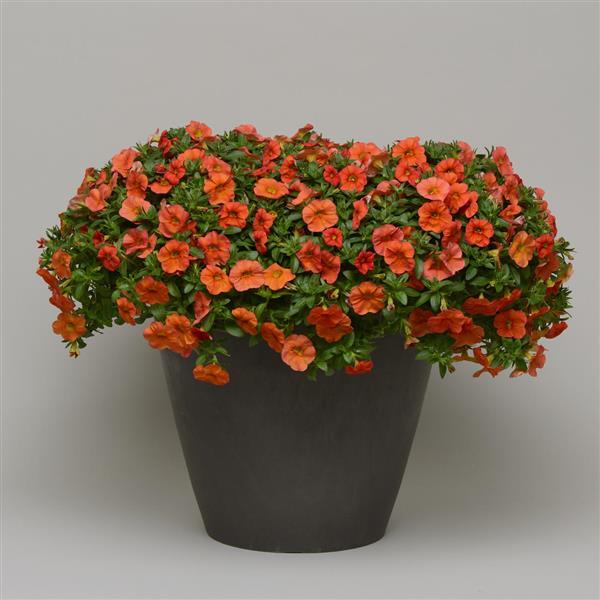 PLANT NAME Container