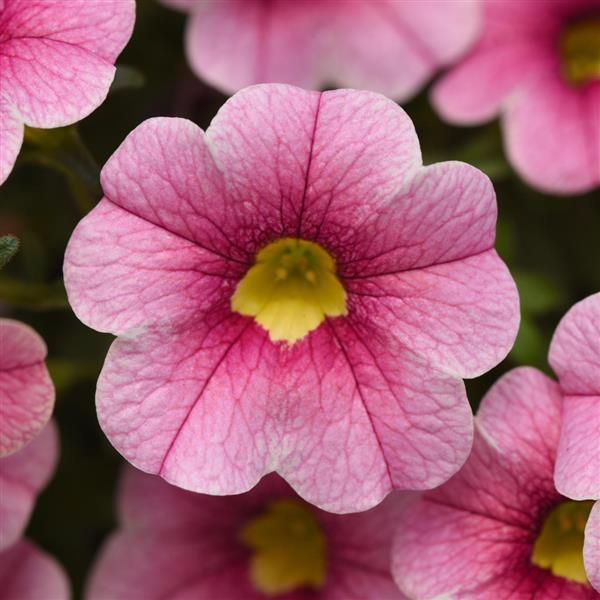 PLANT NAME Bloom